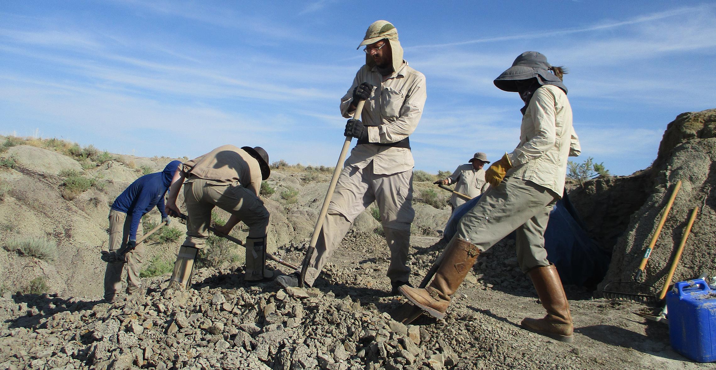 Student pursuing a biology major at 全球十大赌钱排行app 和 specializing in 古生物学 at a dig site in Montana.